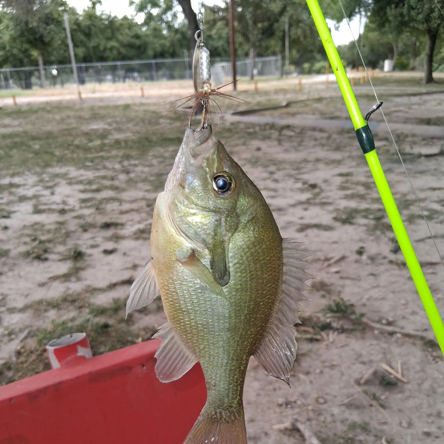 Fish caught on Fishbrain