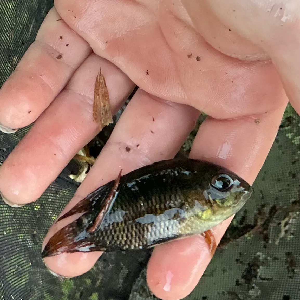 The most recent Chanchita catches on Fishbrain