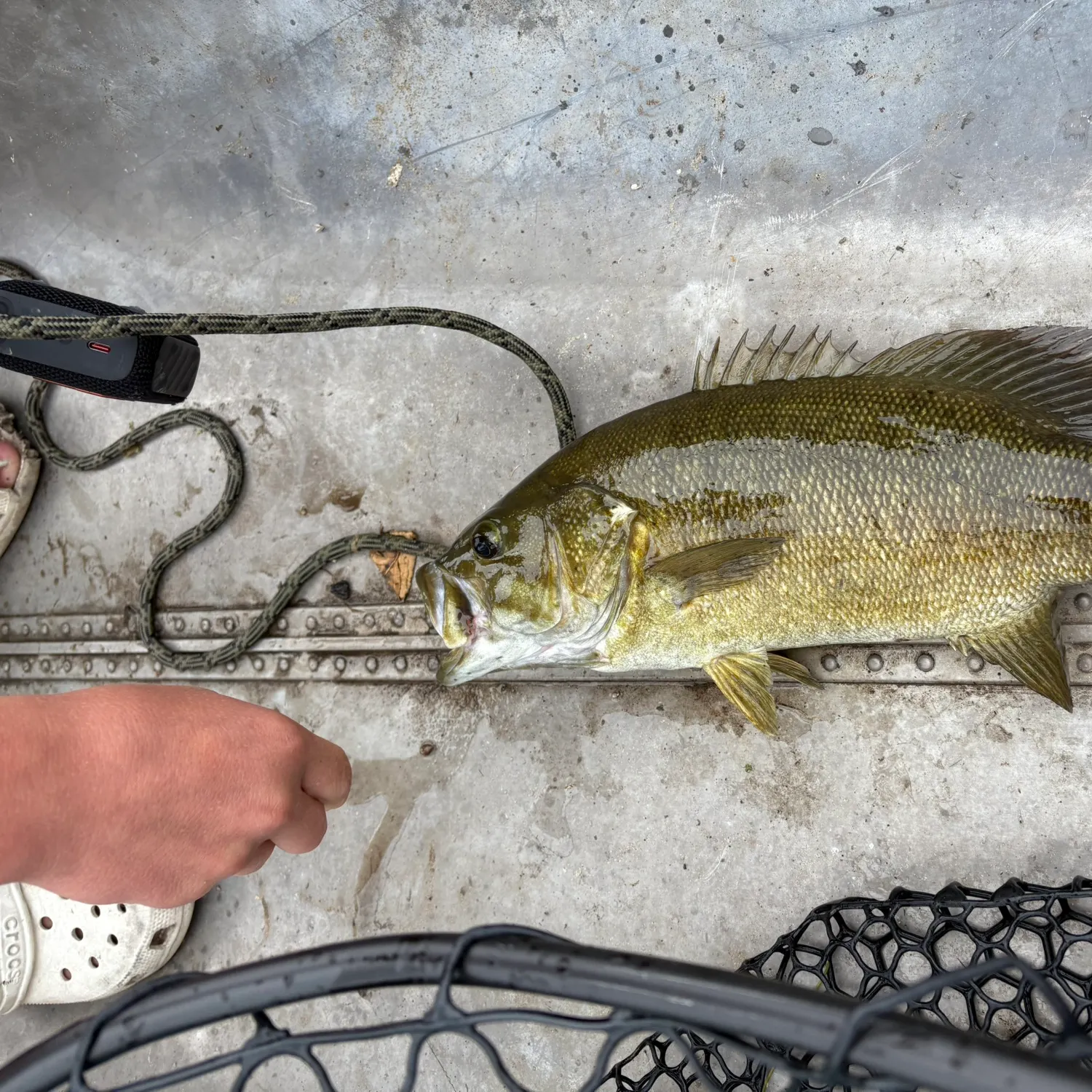The most recent Smallmouth bass catches on Fishbrain