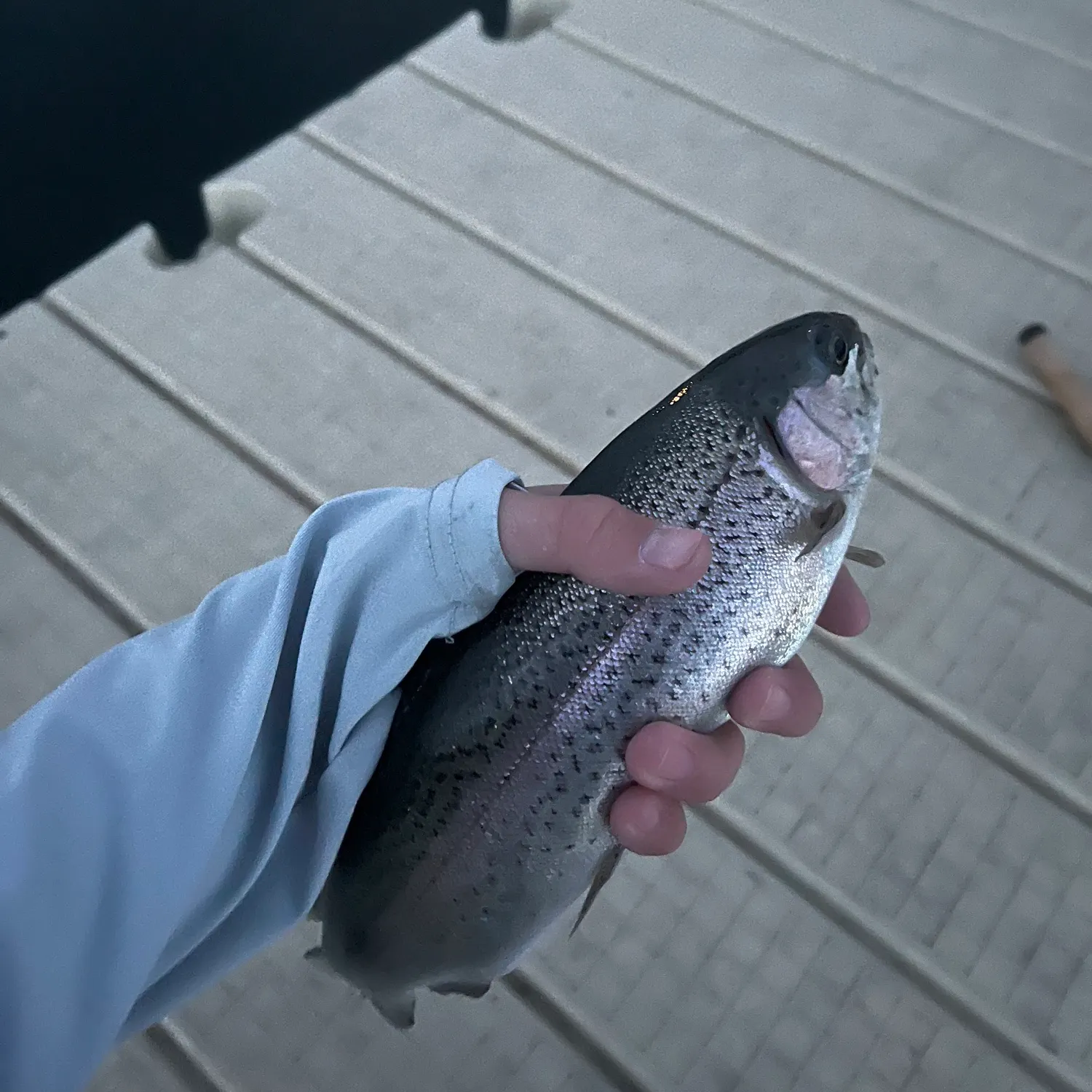 Rainbow trout caught on Fishbrain