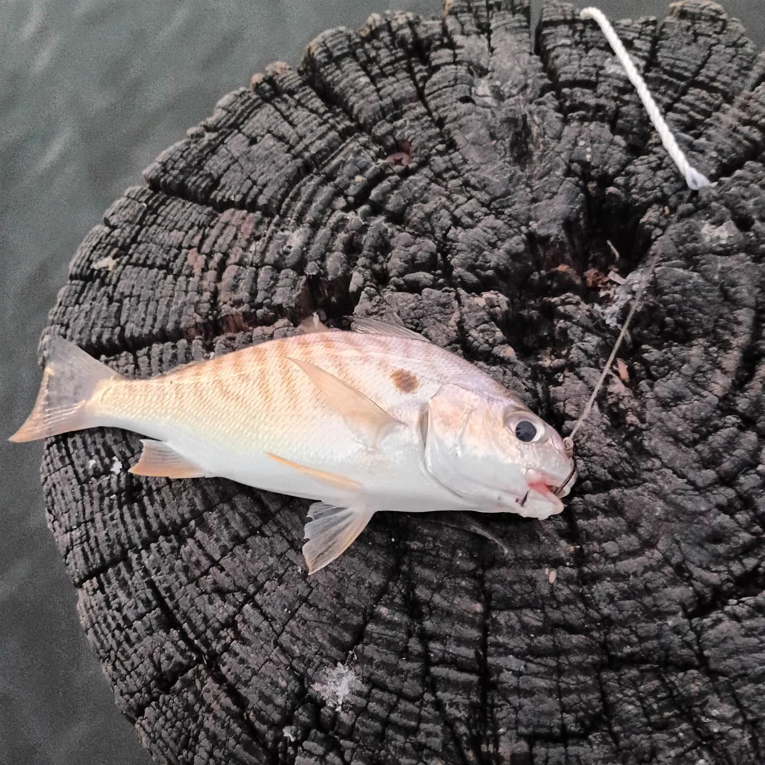 Fish caught on Fishbrain