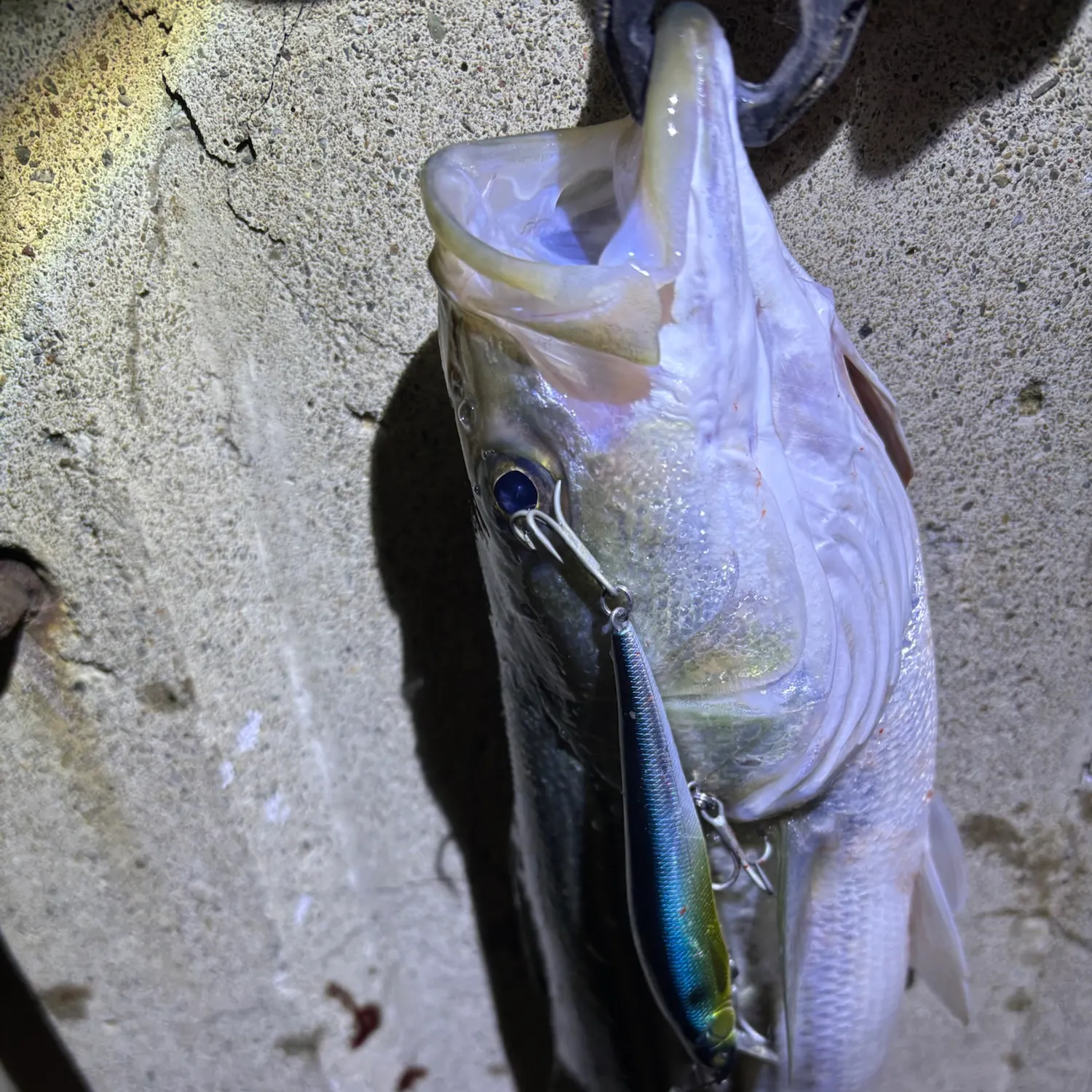 Striped bass caught on Fishbrain