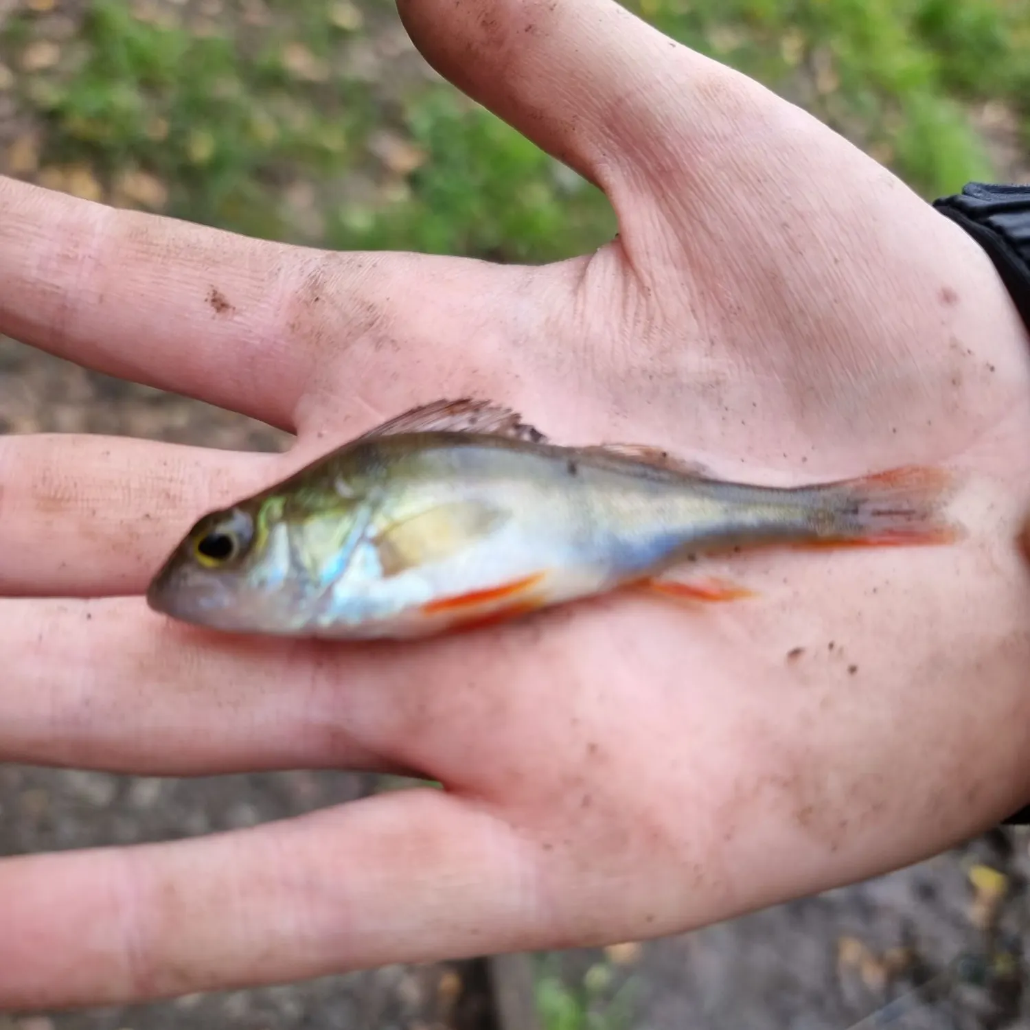 European perch caught on Fishbrain