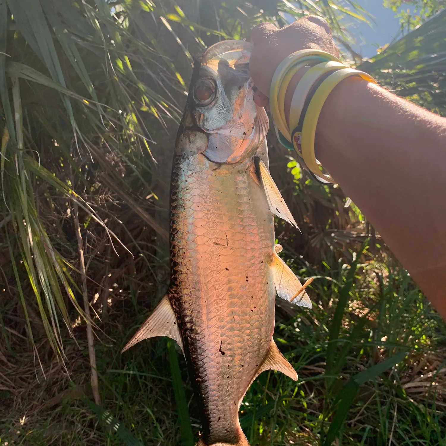 The most recent Tarpon catches on Fishbrain