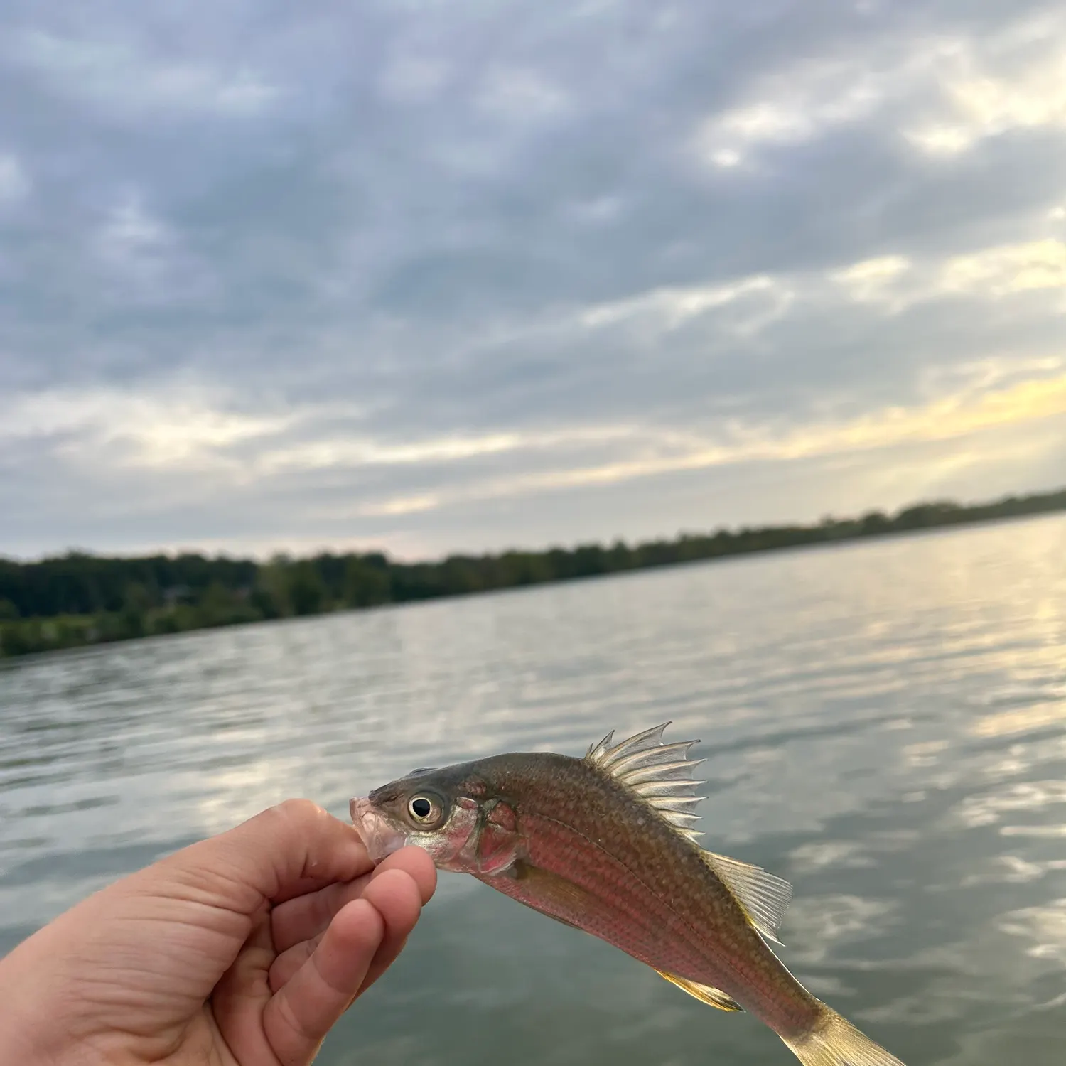 White perch caught on Fishbrain