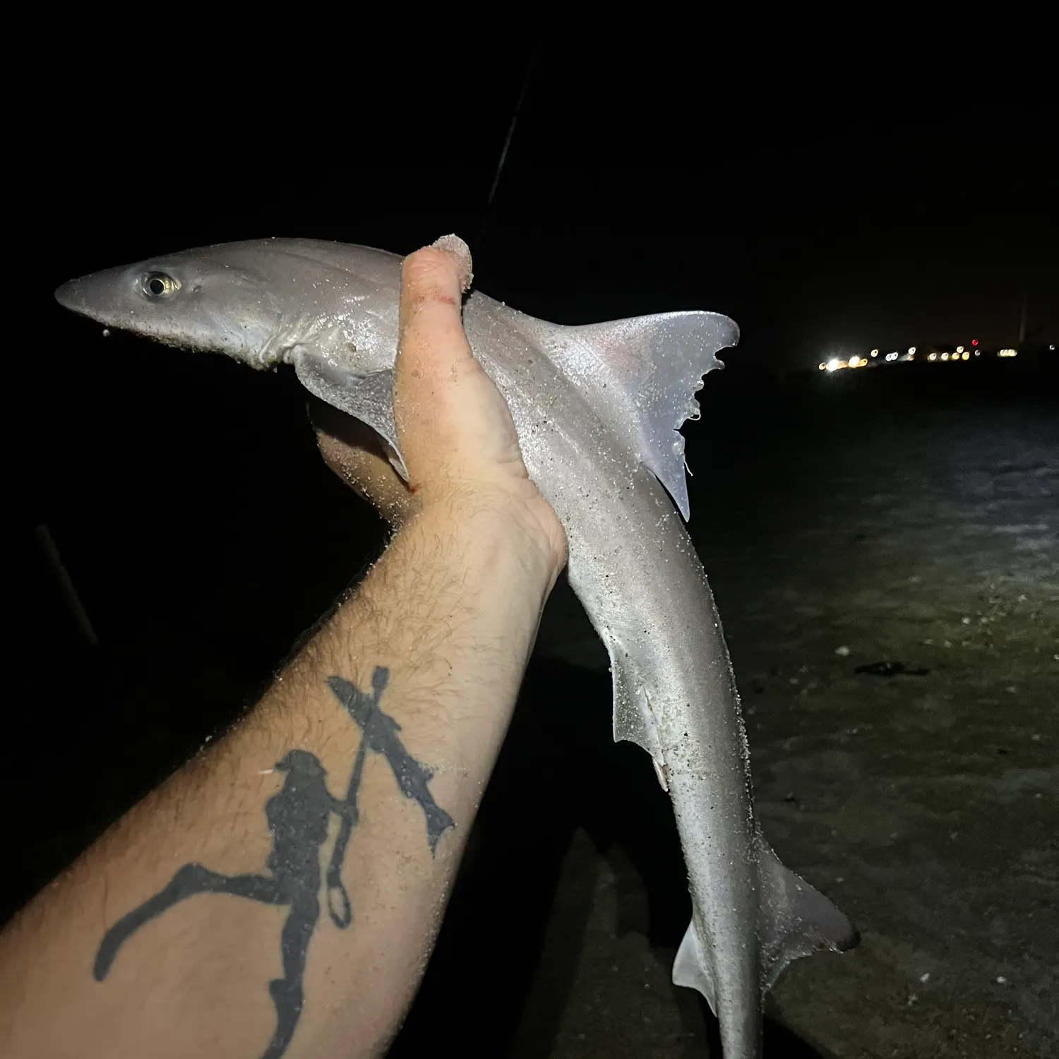 The most recent Dusky smooth-hound catches on Fishbrain