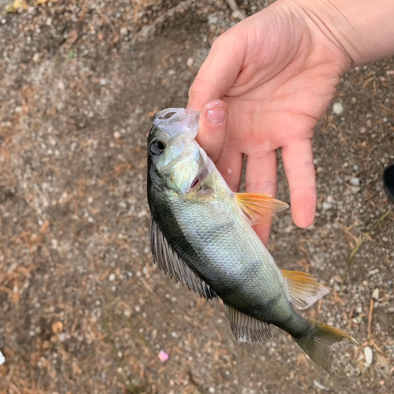 European perch caught on Fishbrain