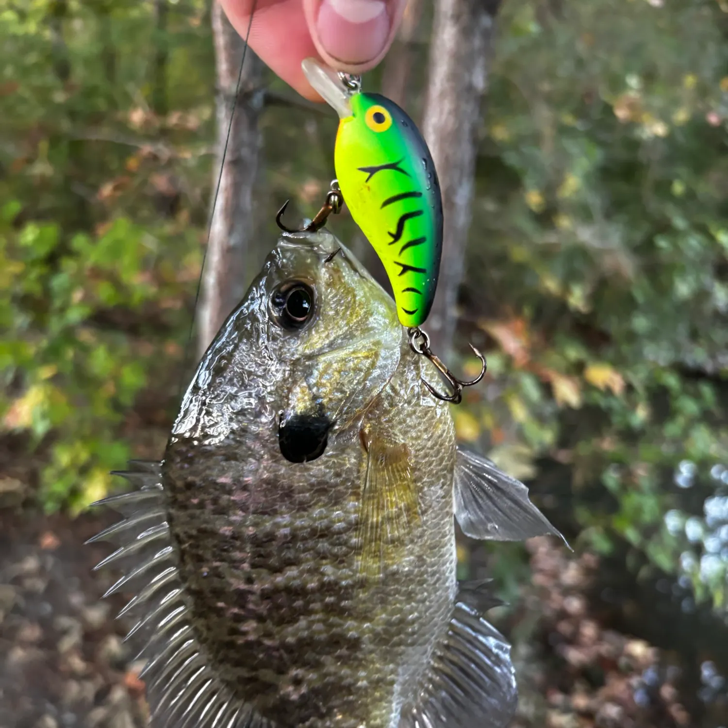 Bluegill caught on Fishbrain