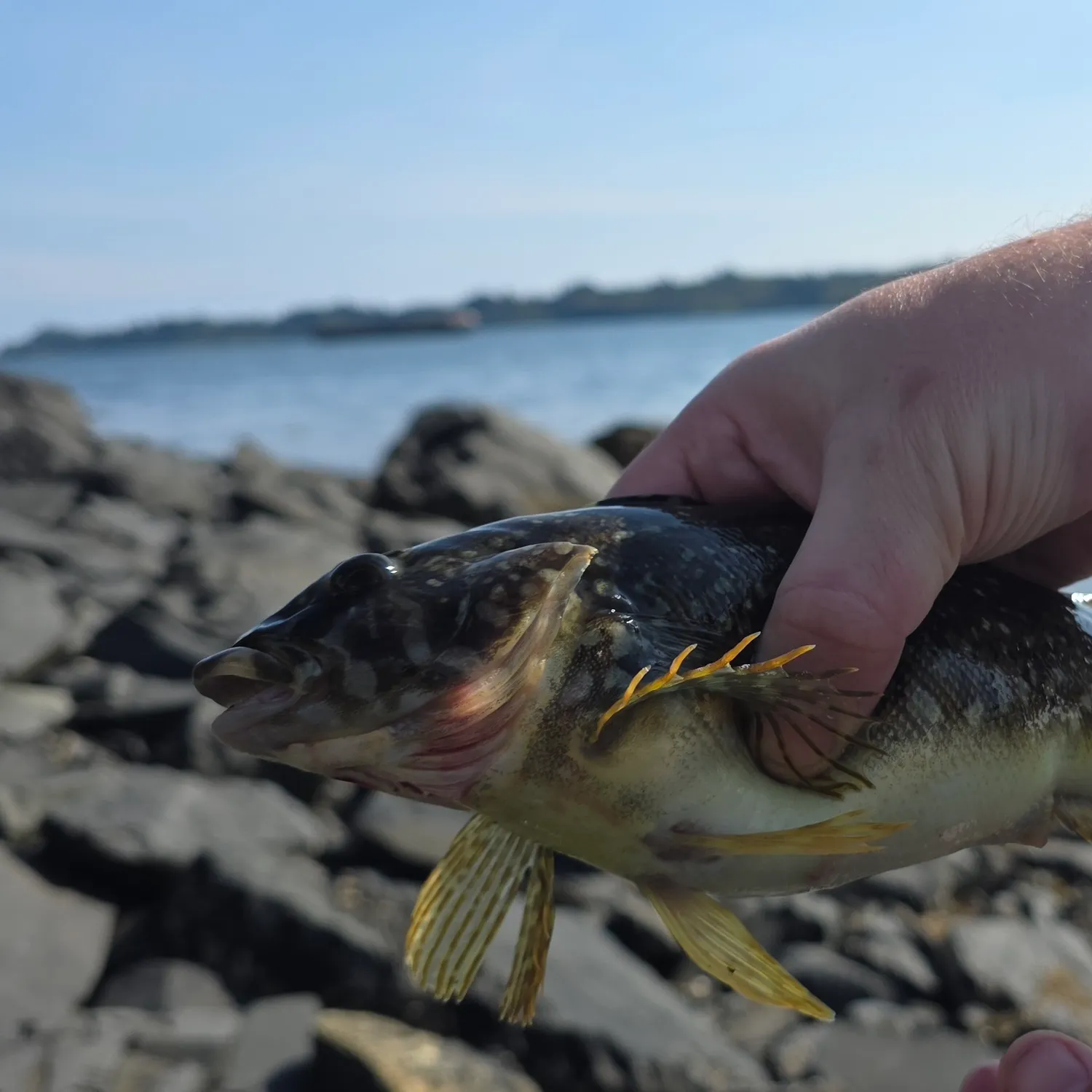 The most recent Whitespotted greenling catches on Fishbrain
