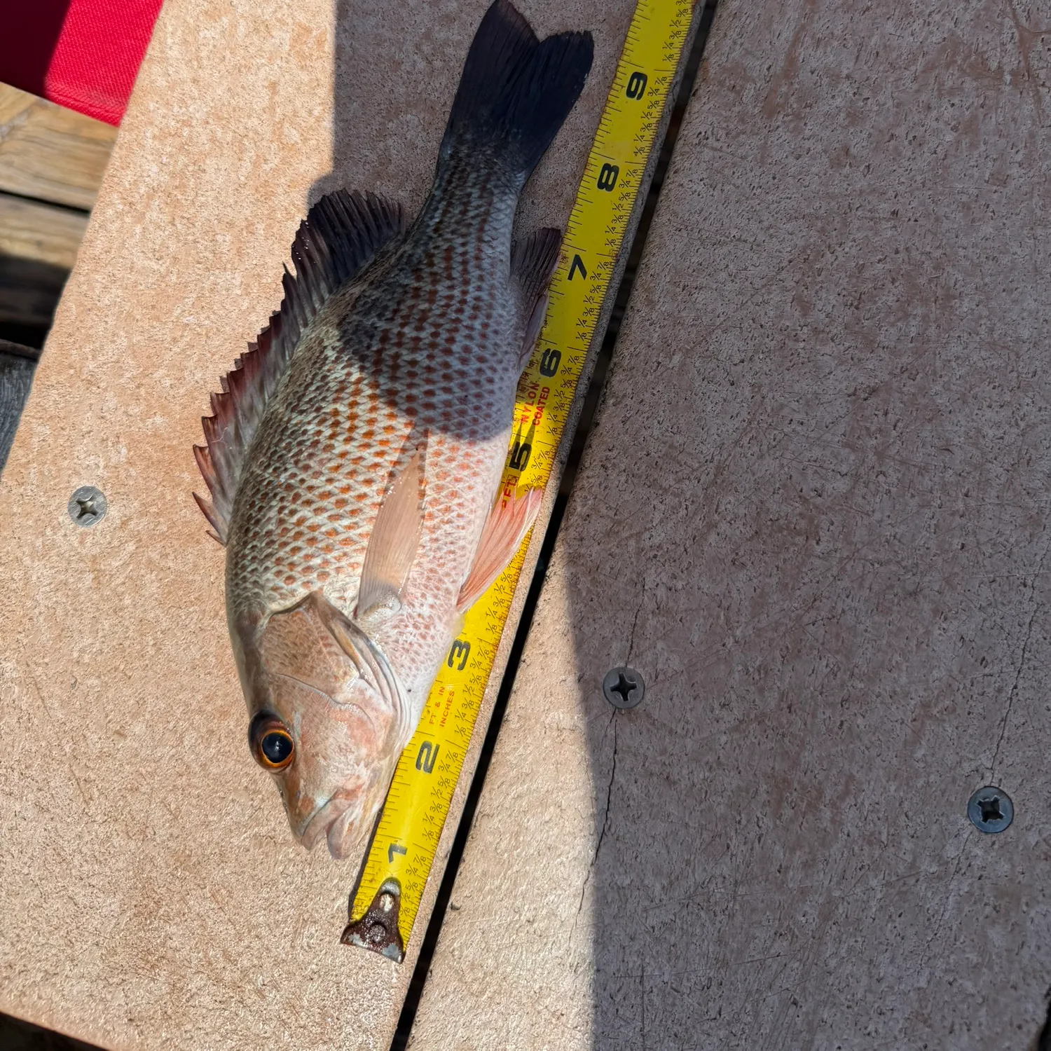 recently logged catches