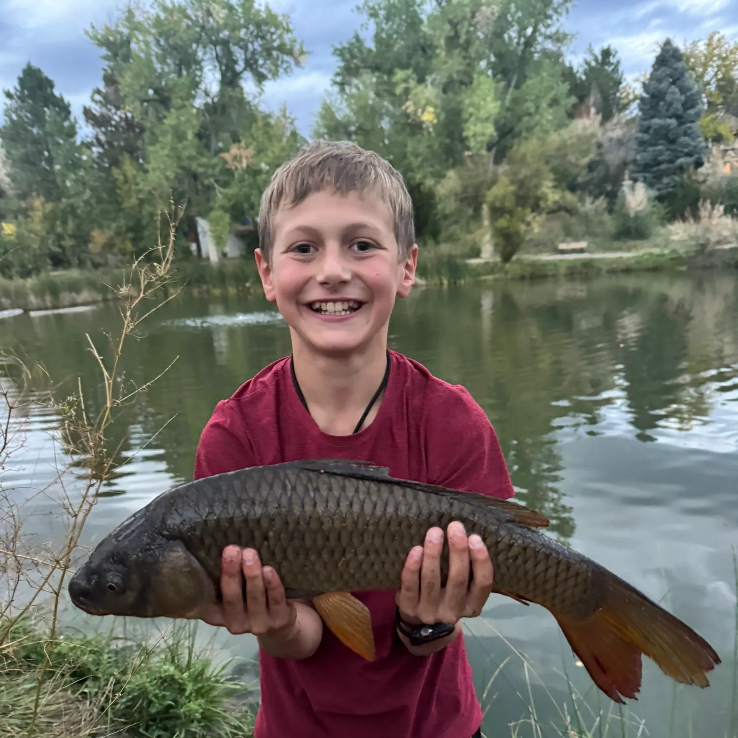 Common carp caught on Fishbrain