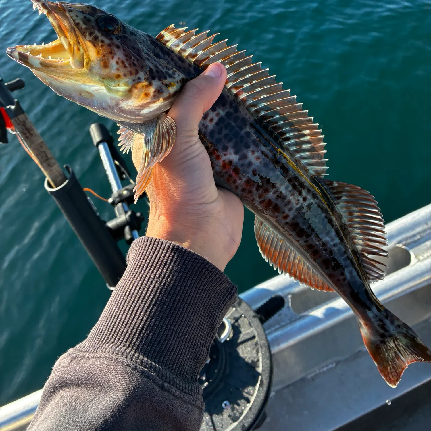 Lingcod caught on Fishbrain