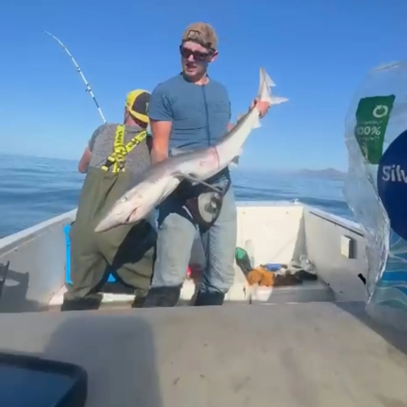 The most recent Tope shark catches on Fishbrain