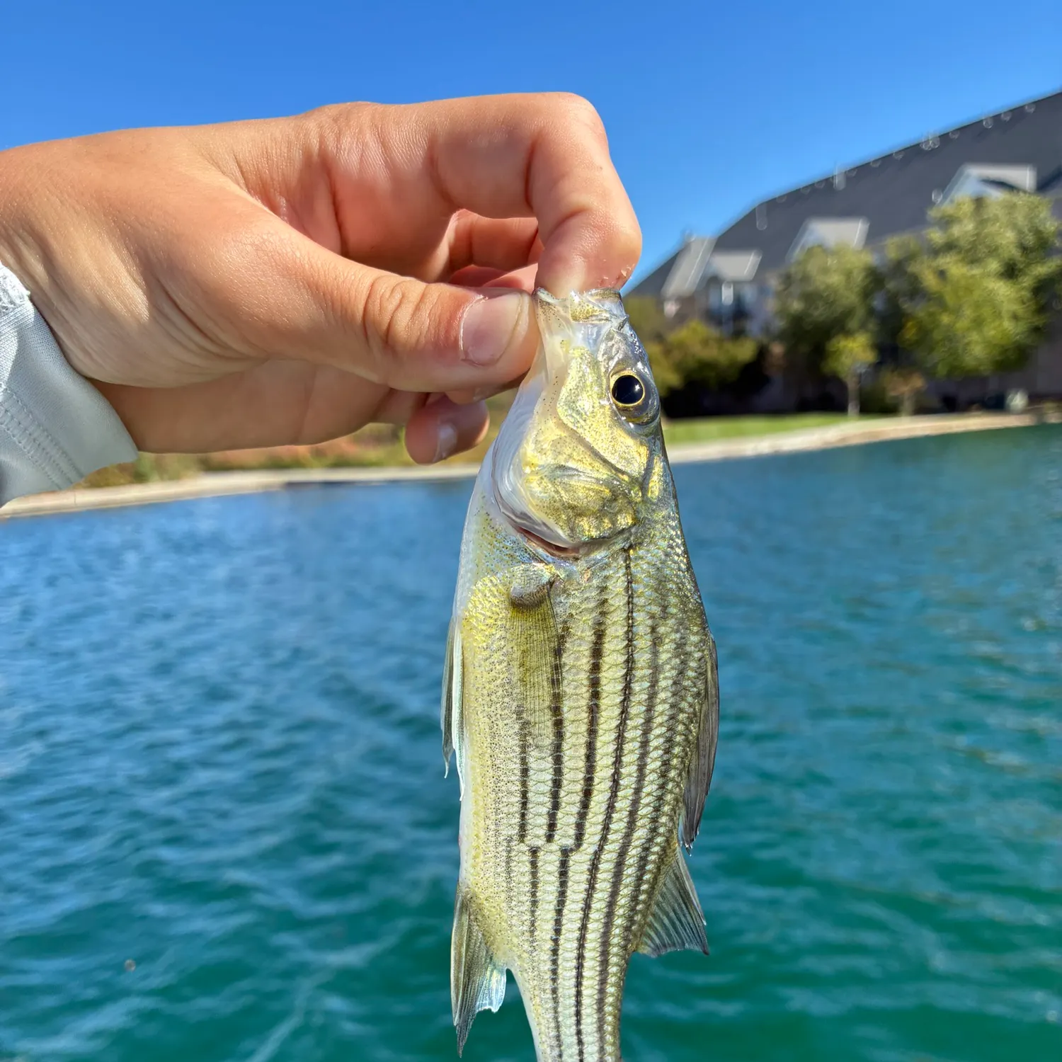 Yellow bass caught on Fishbrain