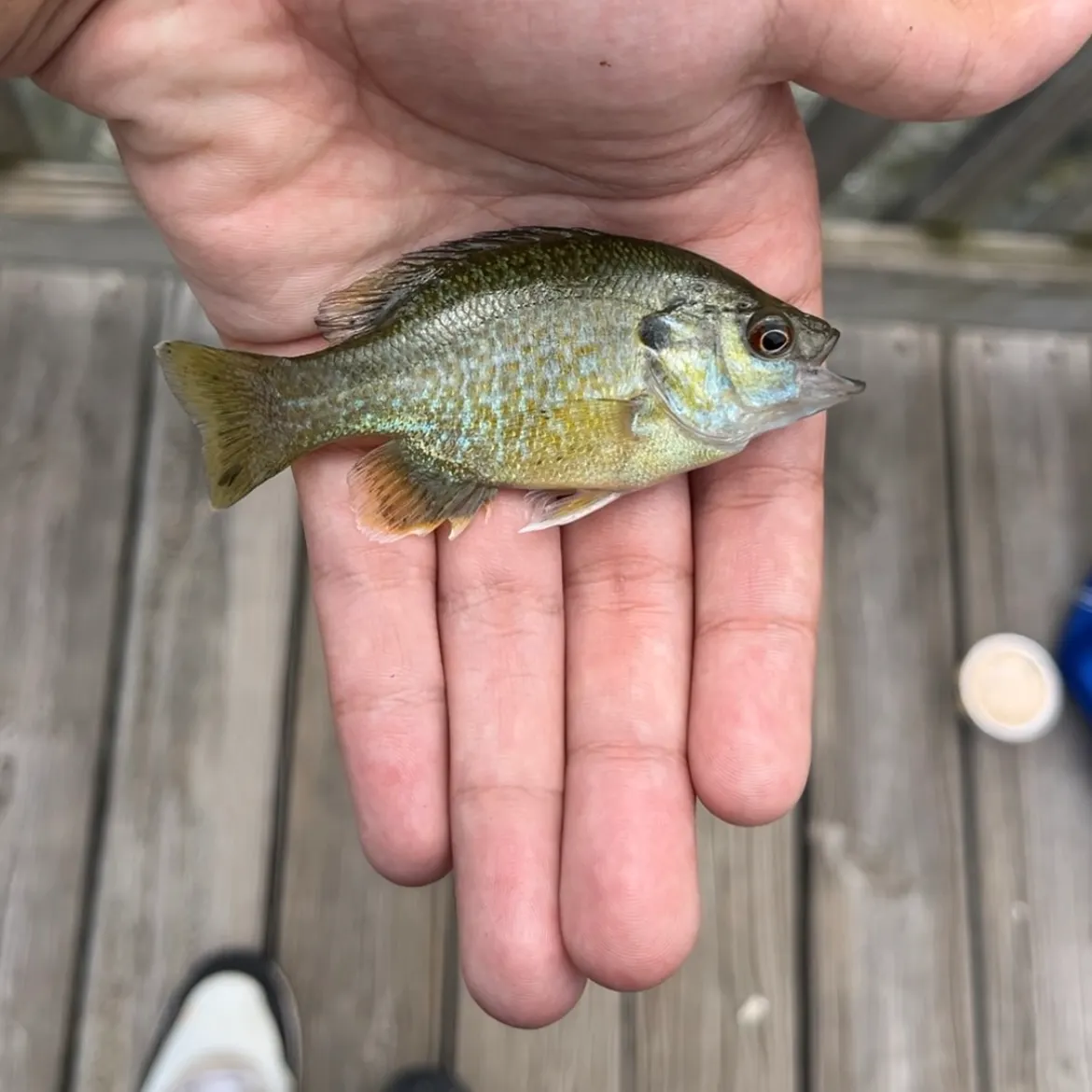 Greengill hybrid caught on Fishbrain
