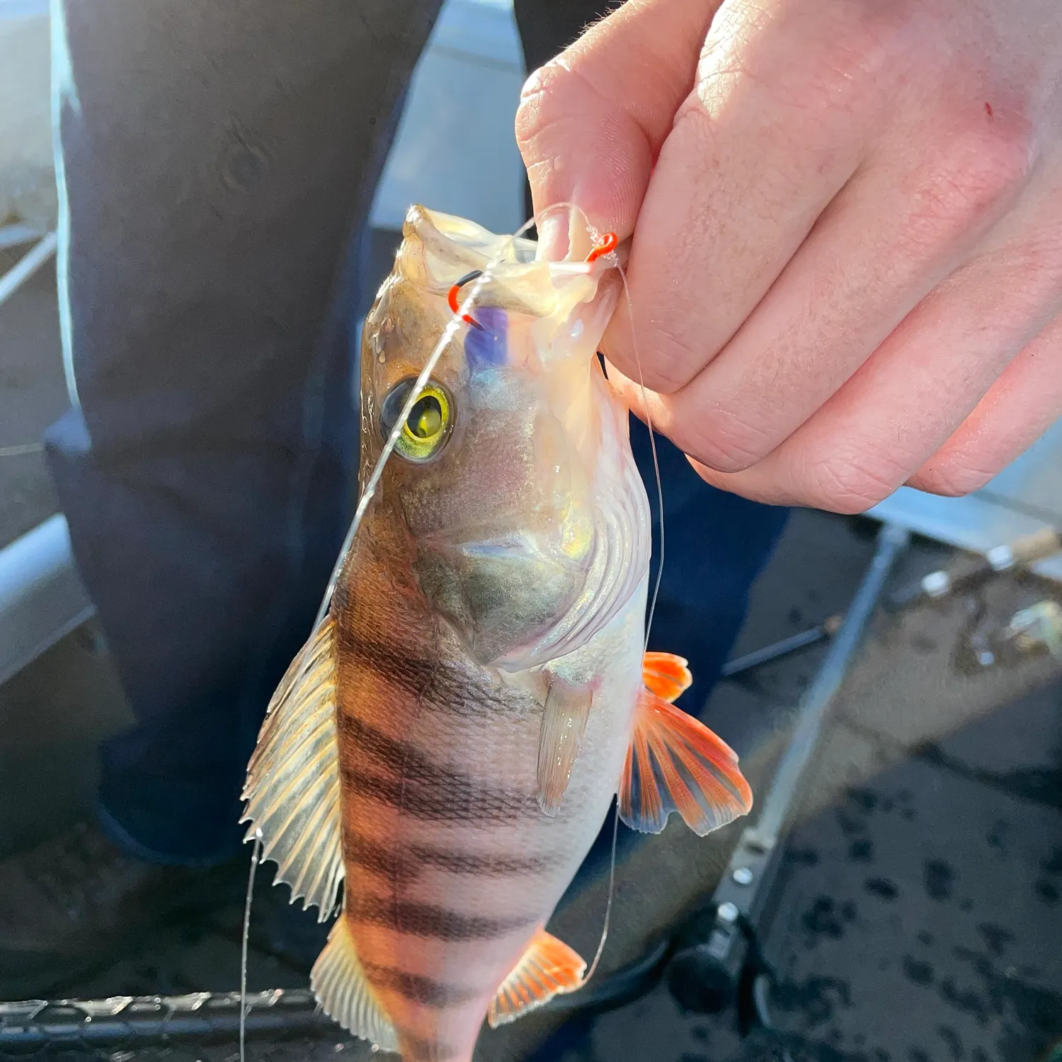 European perch caught on Fishbrain