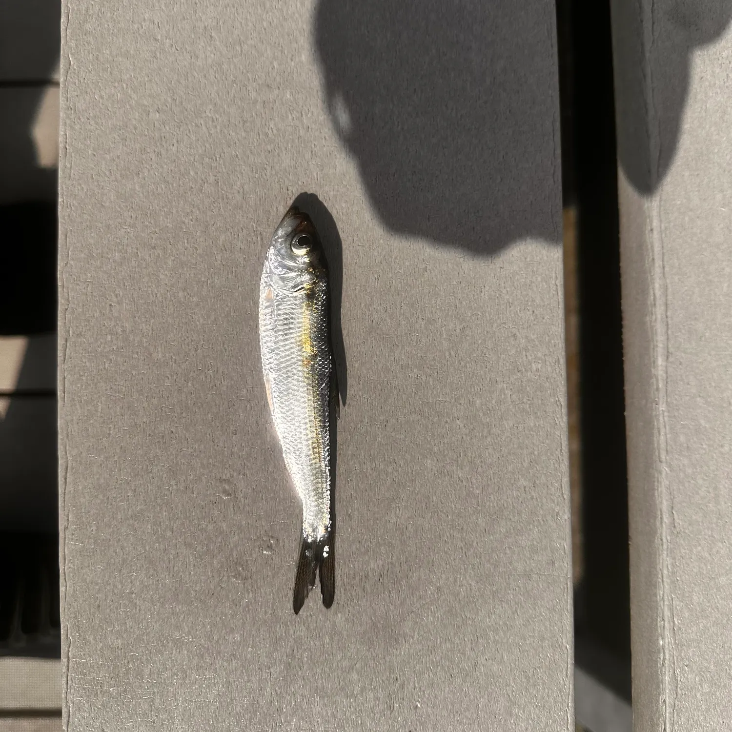 The most recent Blueback shad catches on Fishbrain