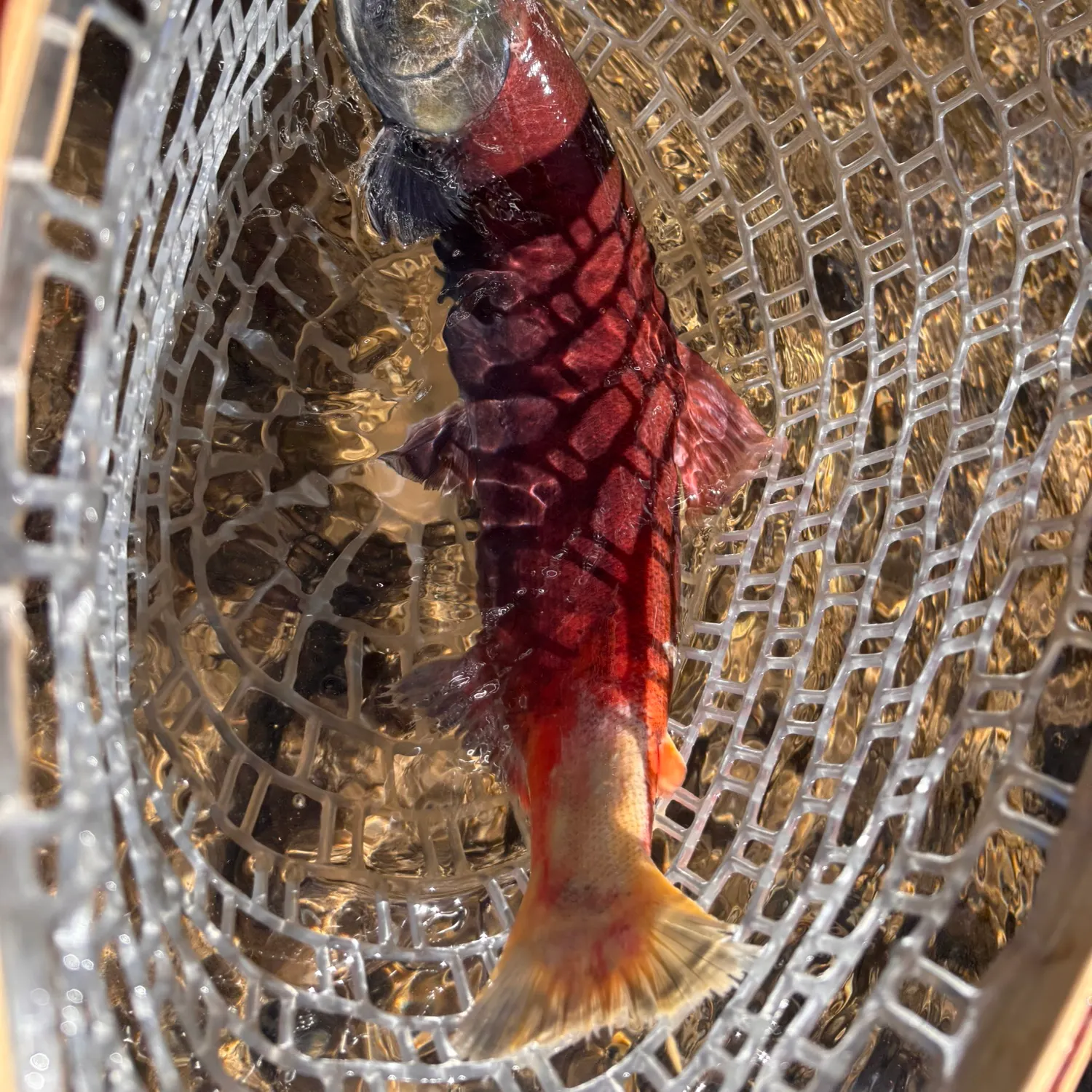 Kokanee salmon caught on Fishbrain