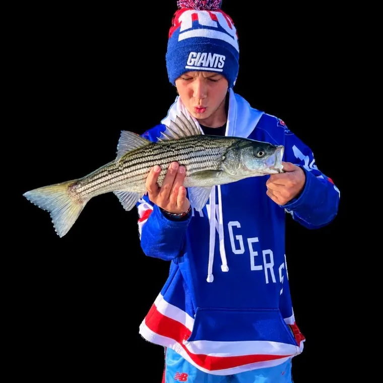 Striped bass caught on Fishbrain