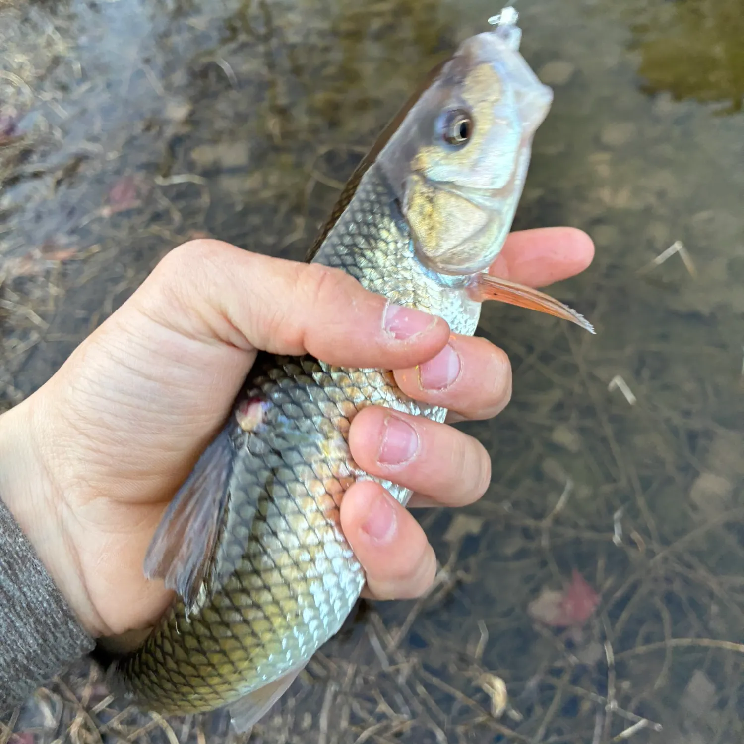 The most recent Hornyhead chub catches on Fishbrain