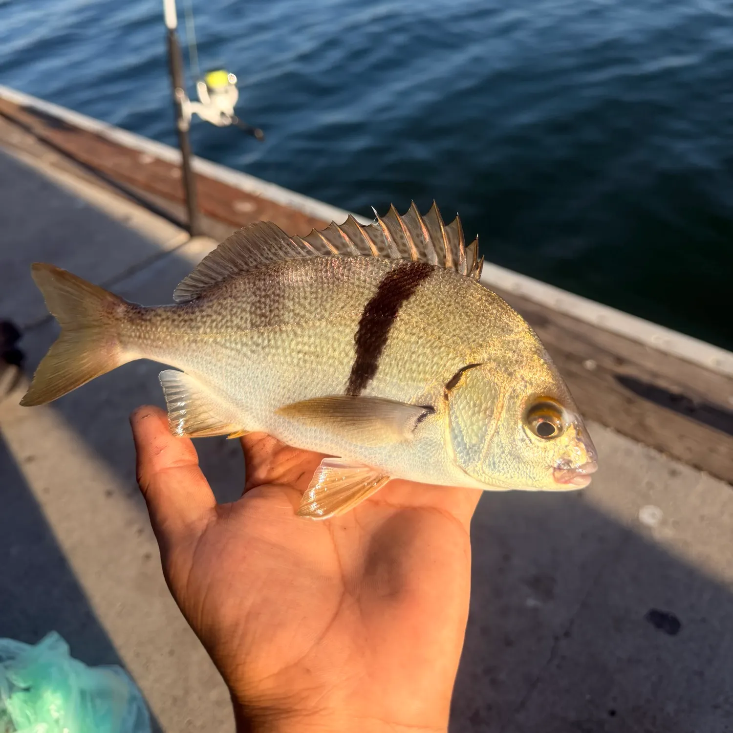 The most recent Sargo catches on Fishbrain