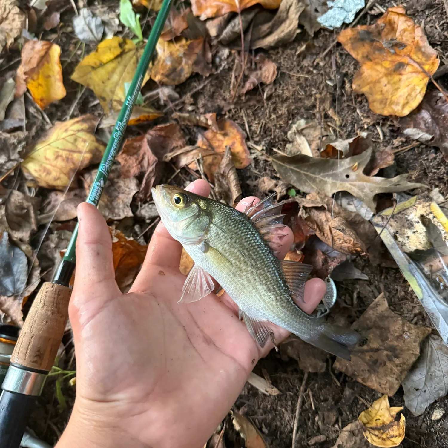 White perch caught on Fishbrain