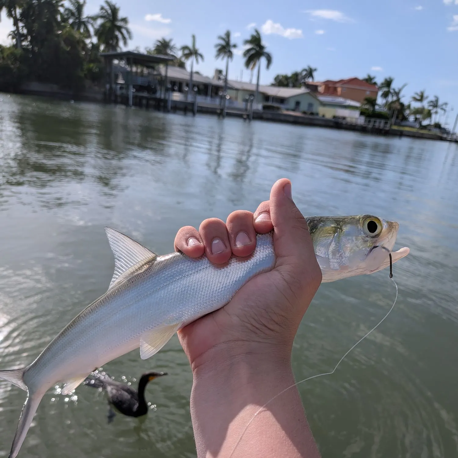 Ladyfish caught on Fishbrain