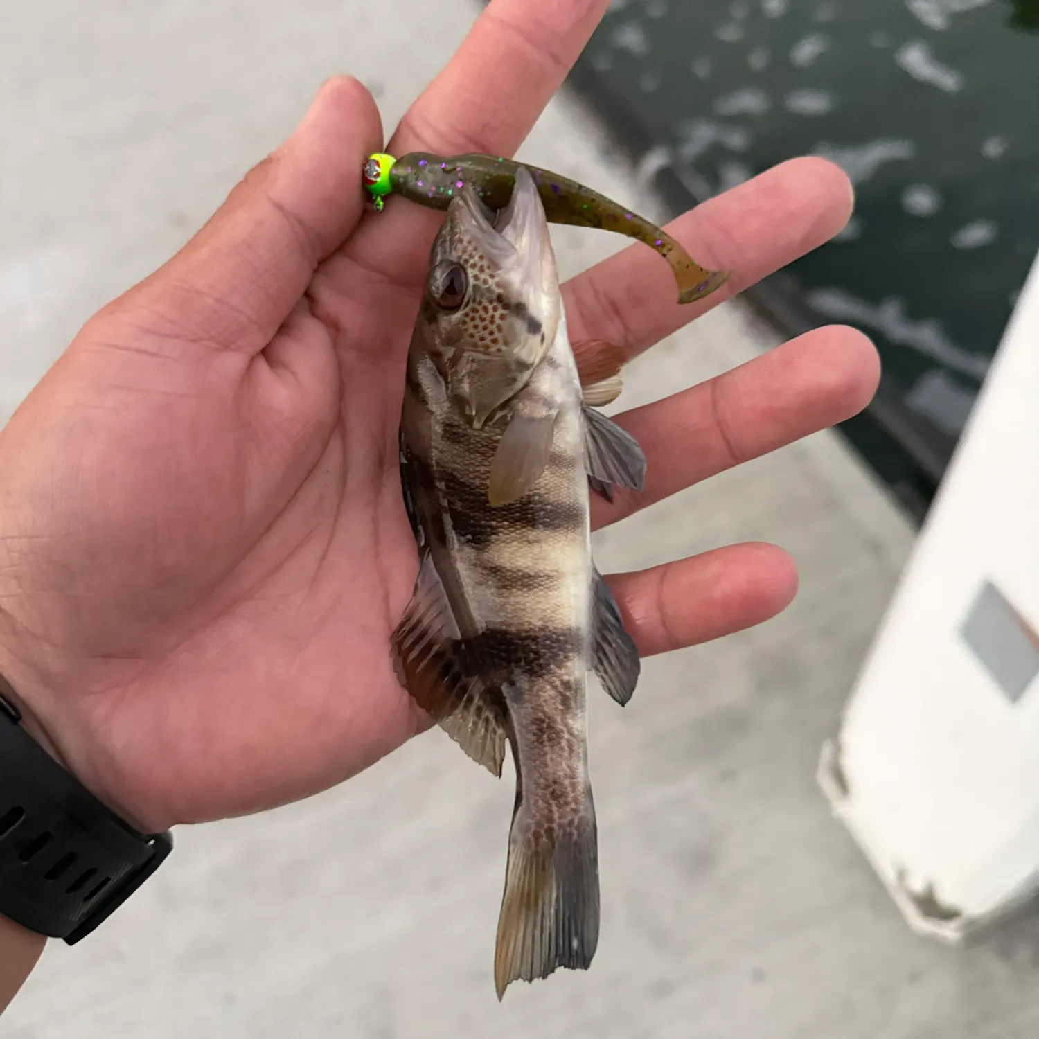 Barred sand bass caught on Fishbrain