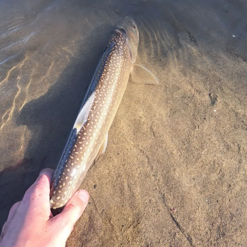 Dolly varden caught on Fishbrain