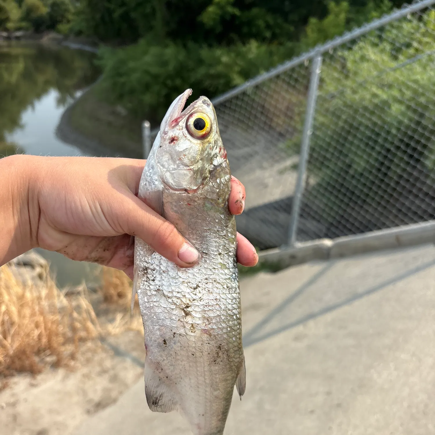catch