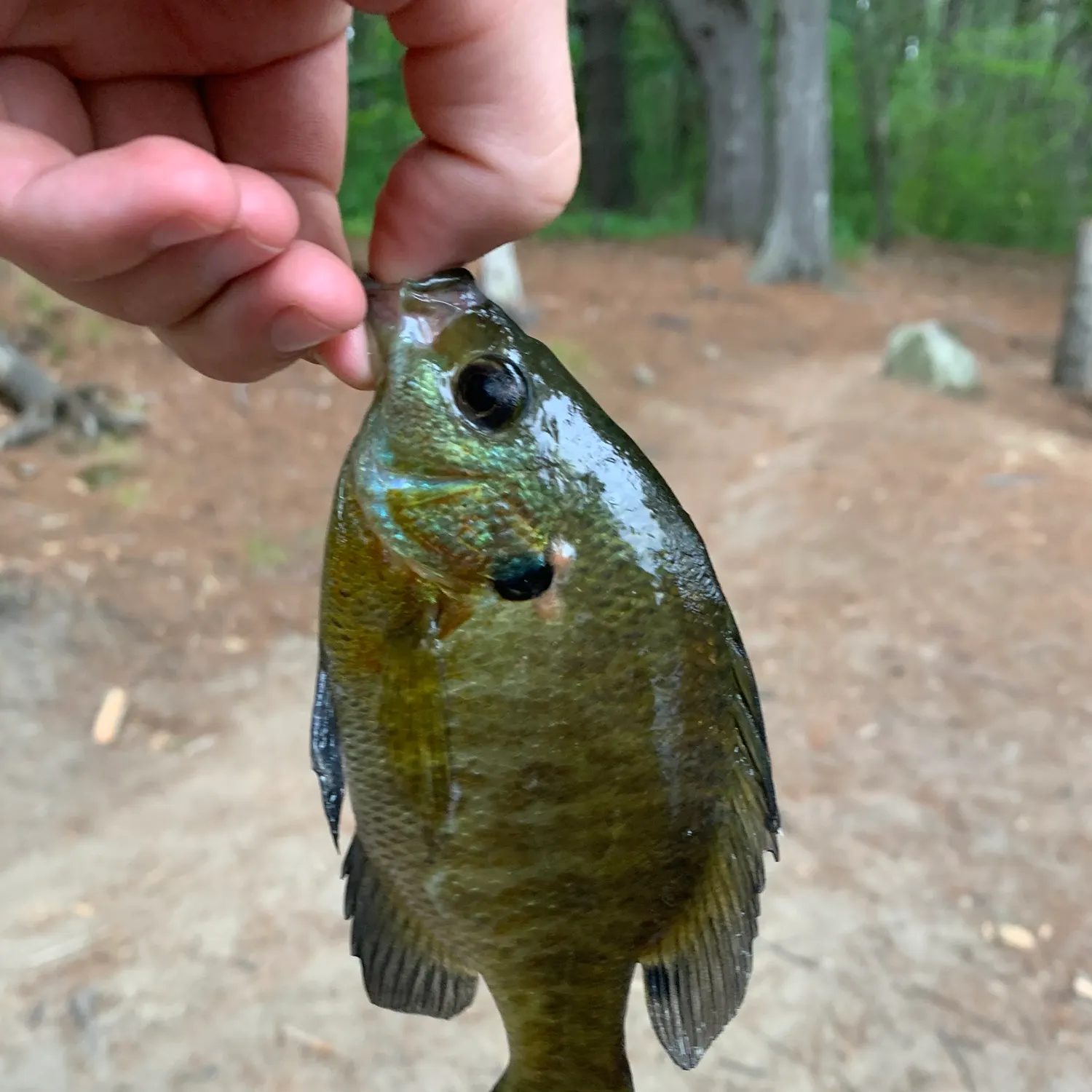 Bluegill caught on Fishbrain