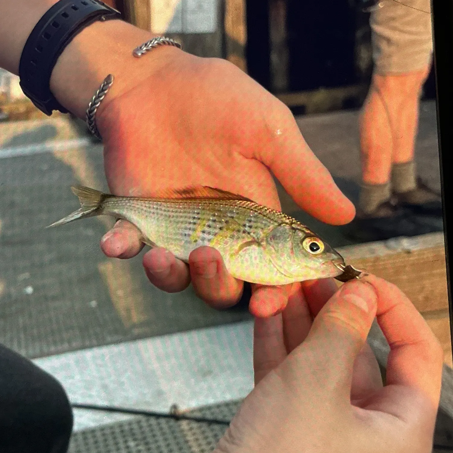 The most recent Shiner perch catches on Fishbrain