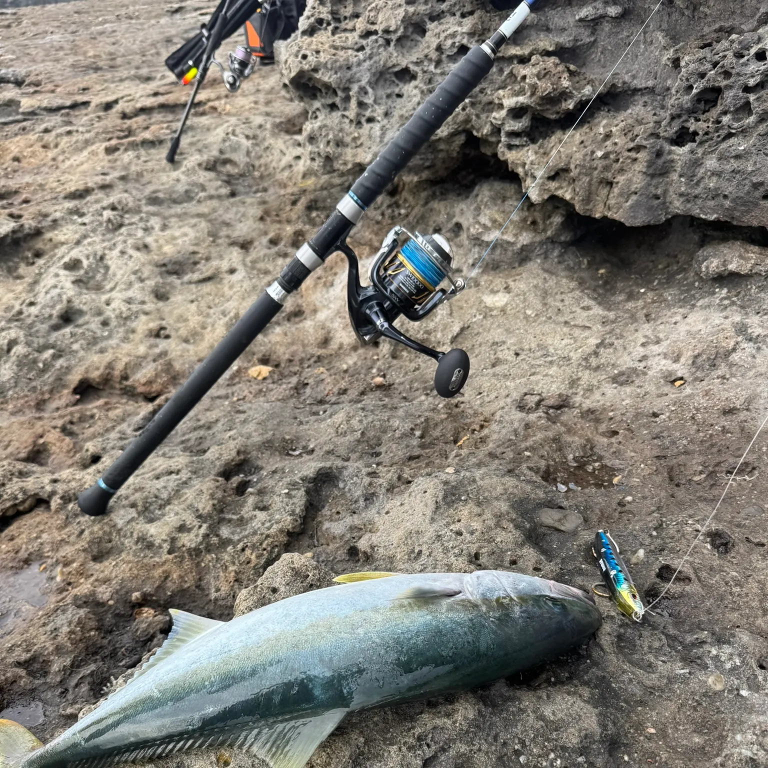 The most recent Southern yellowtail amberjack catches on Fishbrain