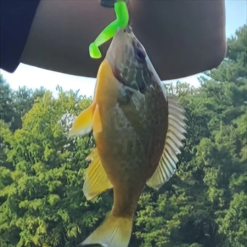 Pumpkinseed caught on Fishbrain