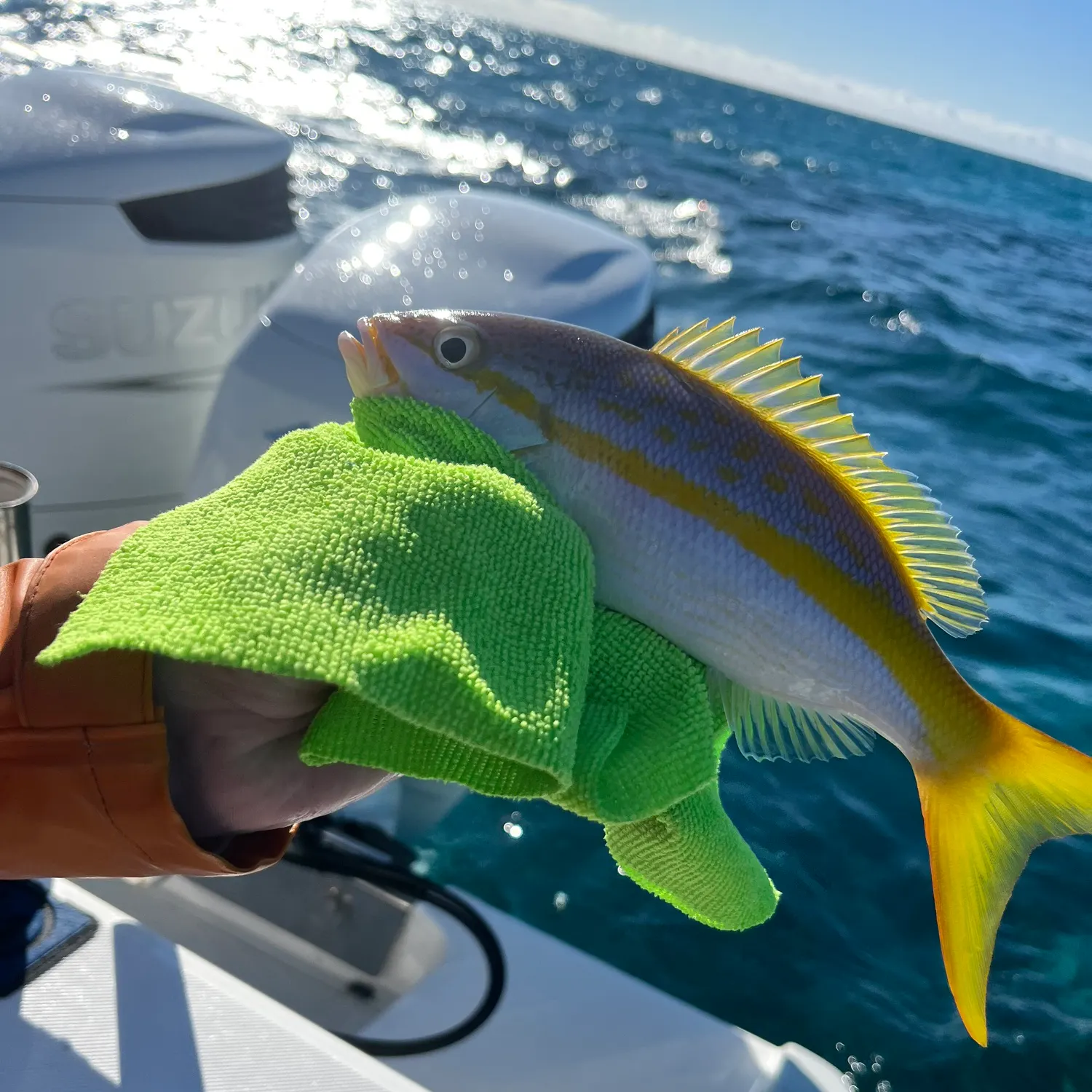 The most recent Yellowtail snapper catches on Fishbrain