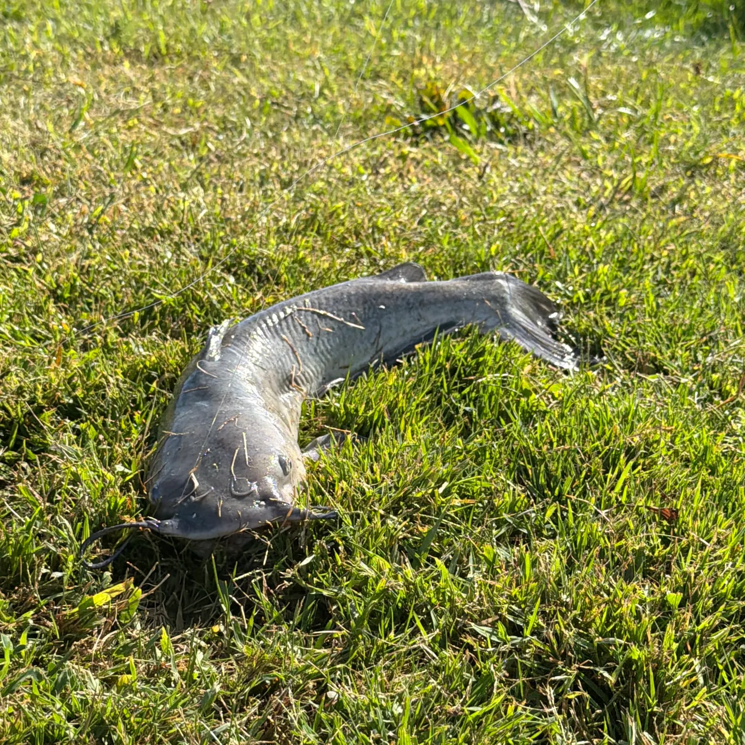 White bullhead caught on Fishbrain