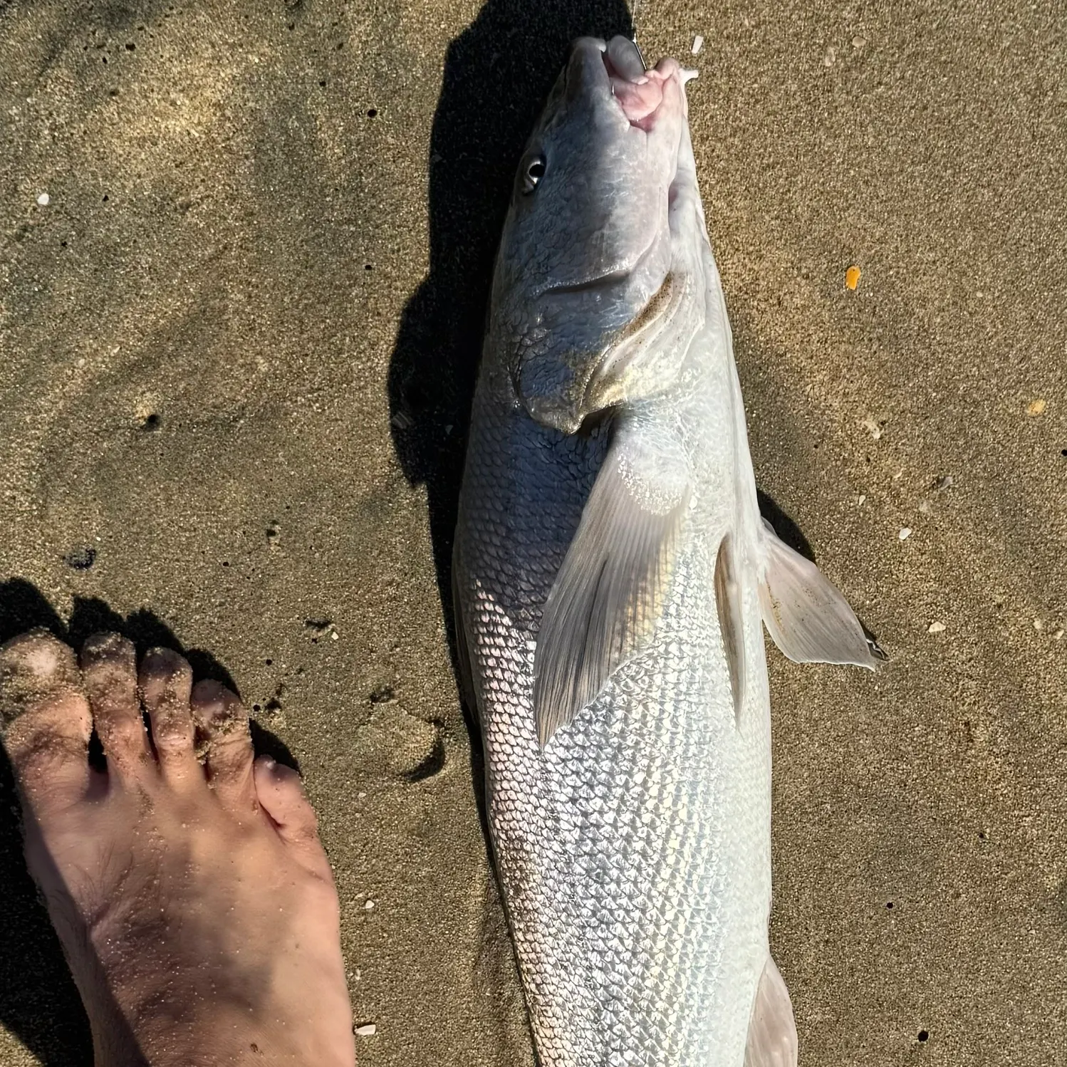The most recent California corbina catches on Fishbrain