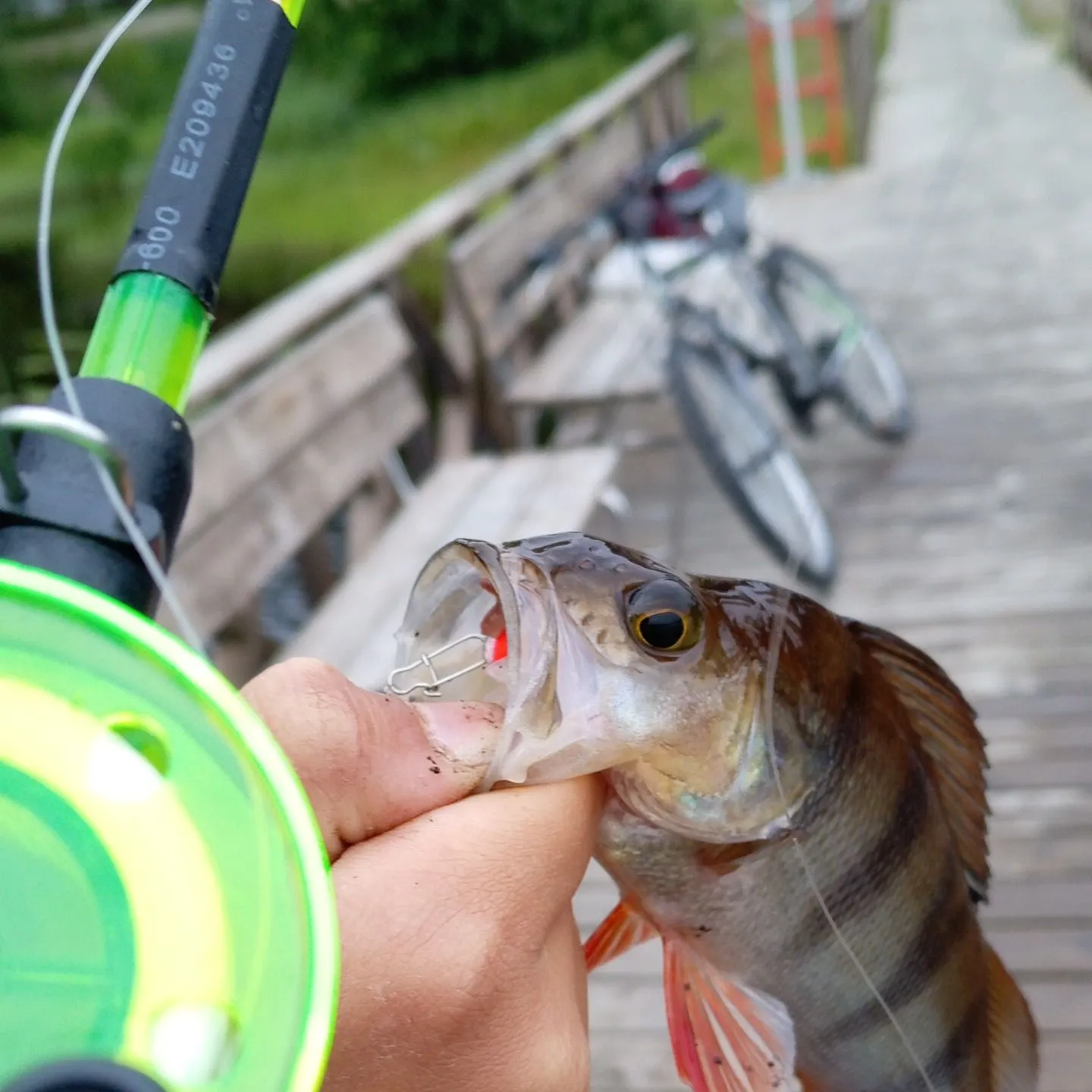 recently logged catches