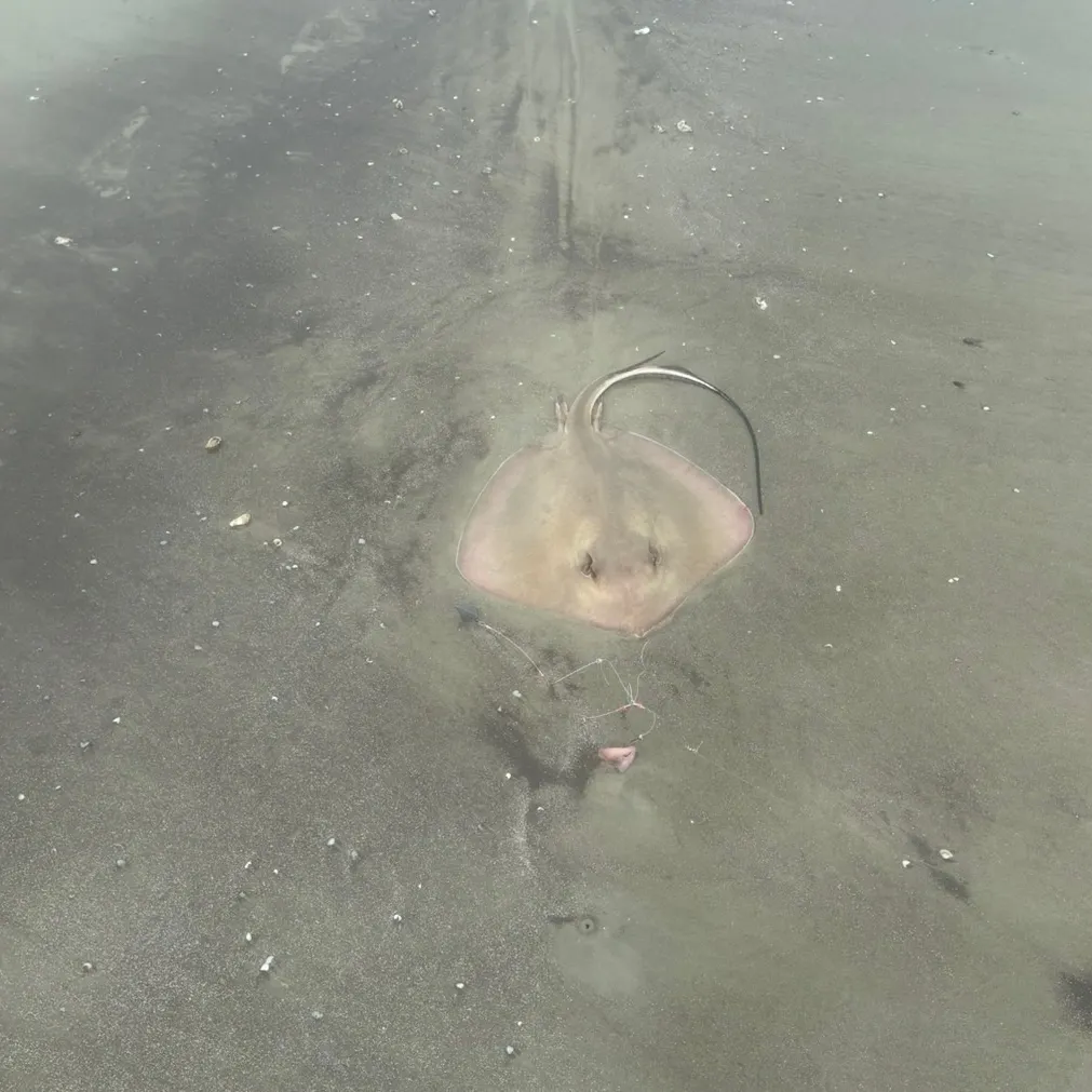 Southern stingray caught on Fishbrain