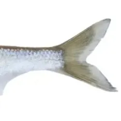 Fish caught on Fishbrain
