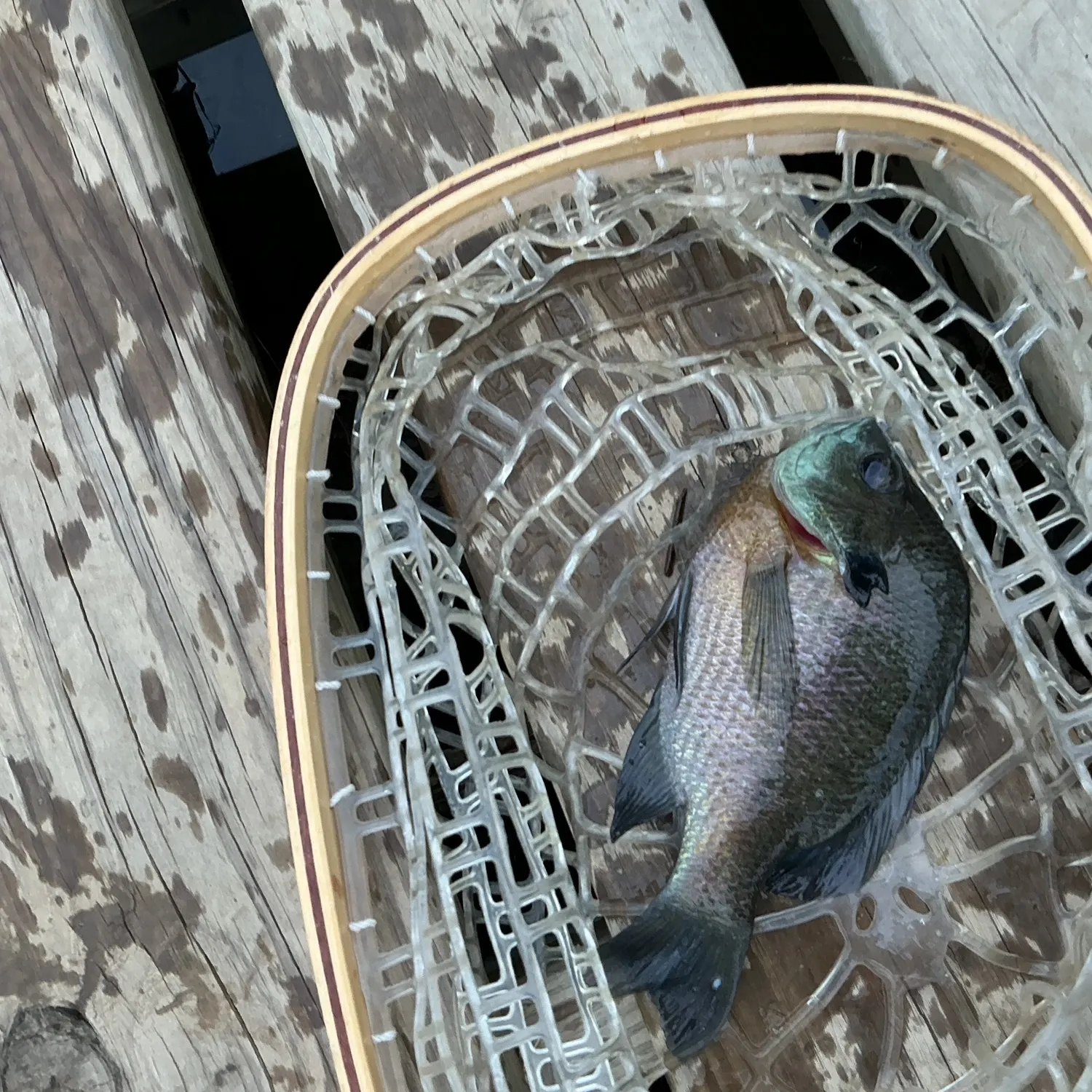 Bluegill caught on Fishbrain