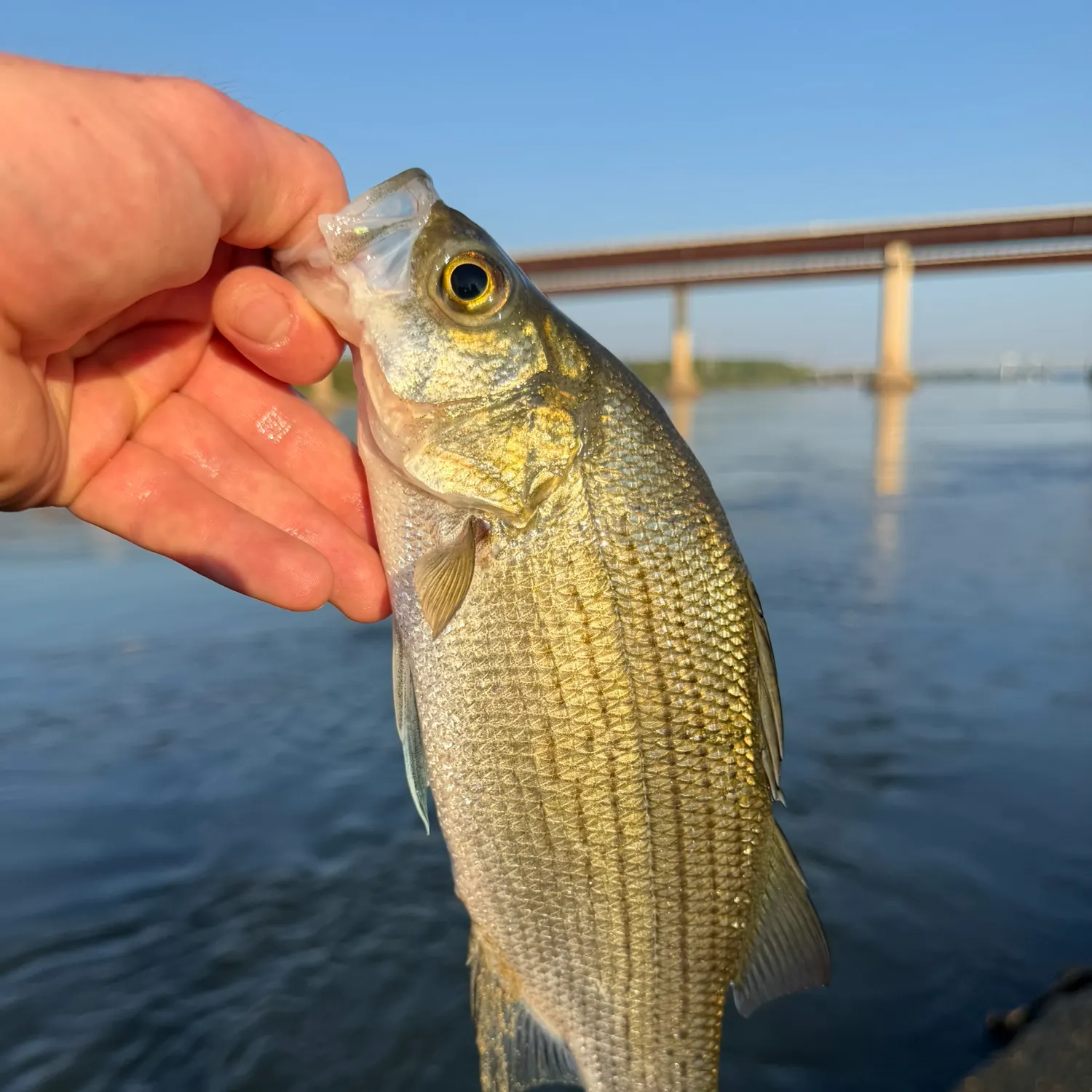 White bass caught on Fishbrain