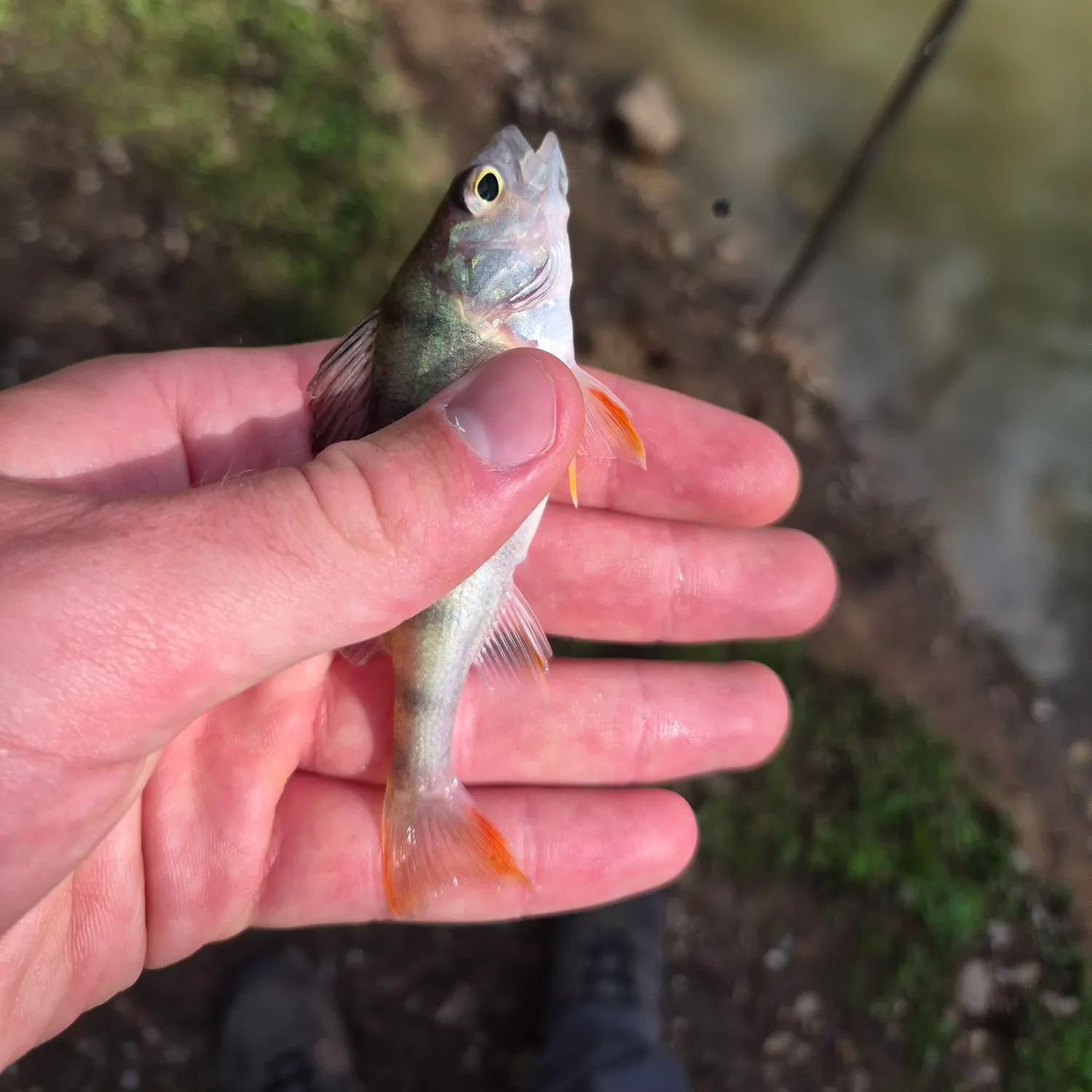 European perch caught on Fishbrain