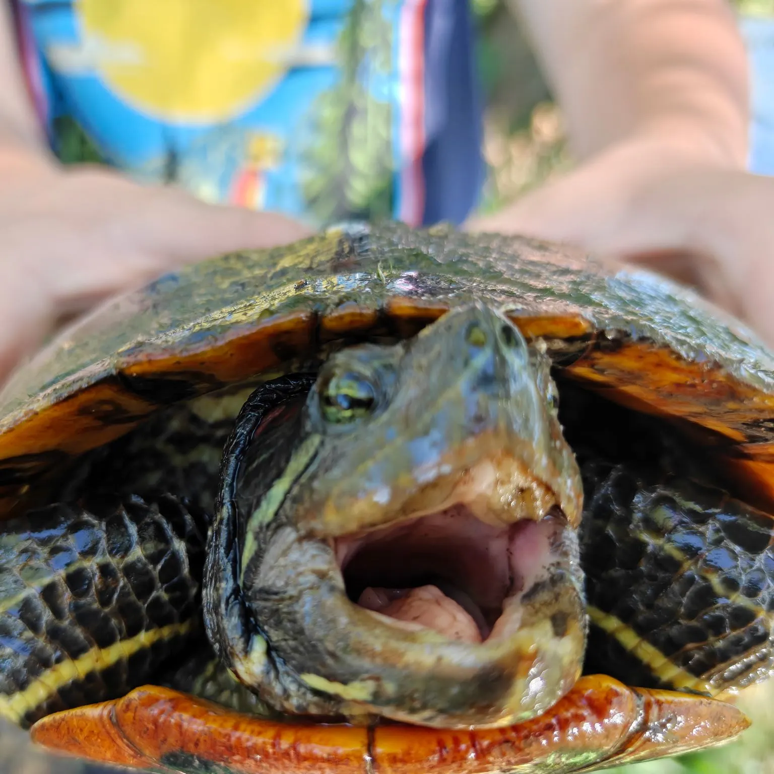 Pond slider turtle caught on Fishbrain
