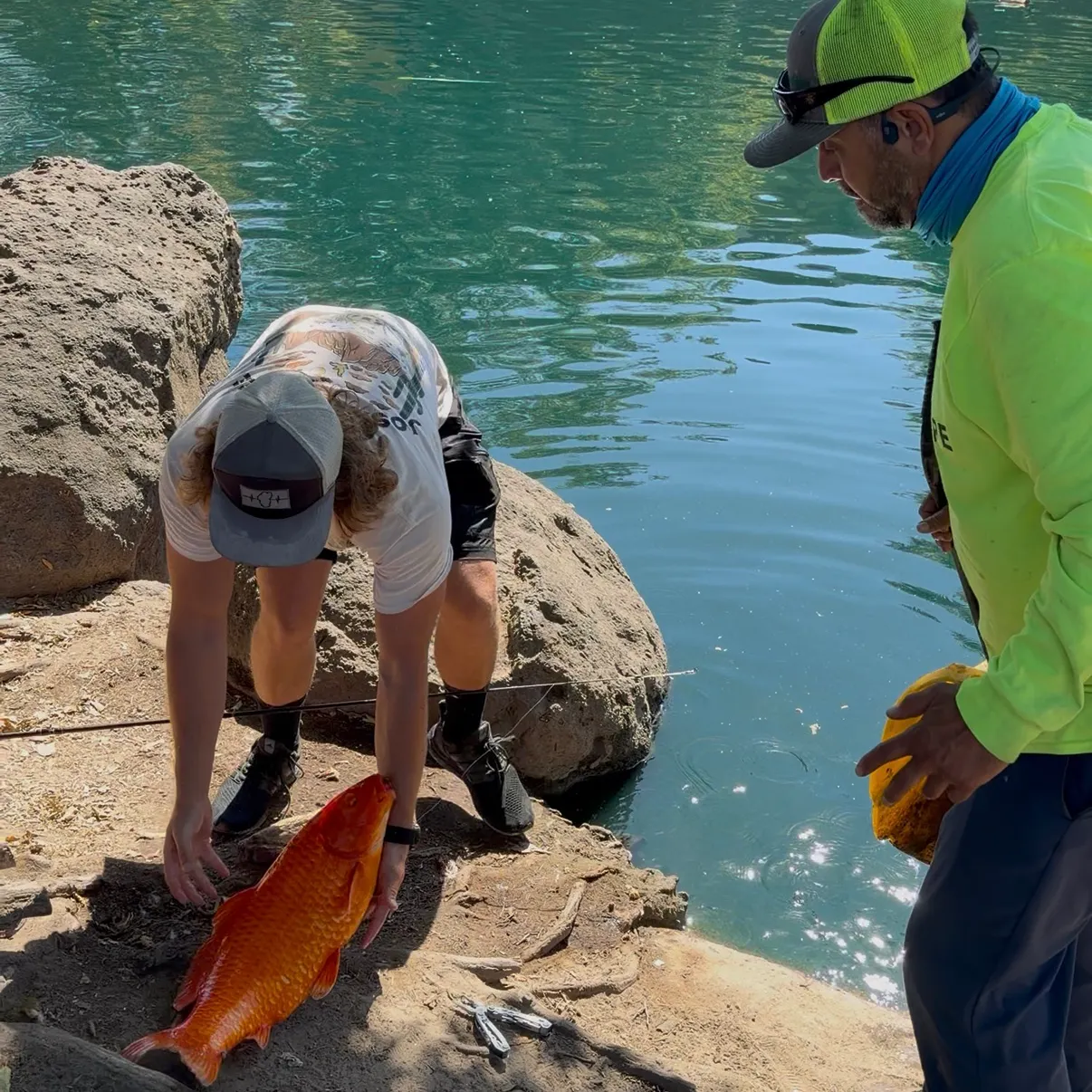Koi carp caught on Fishbrain