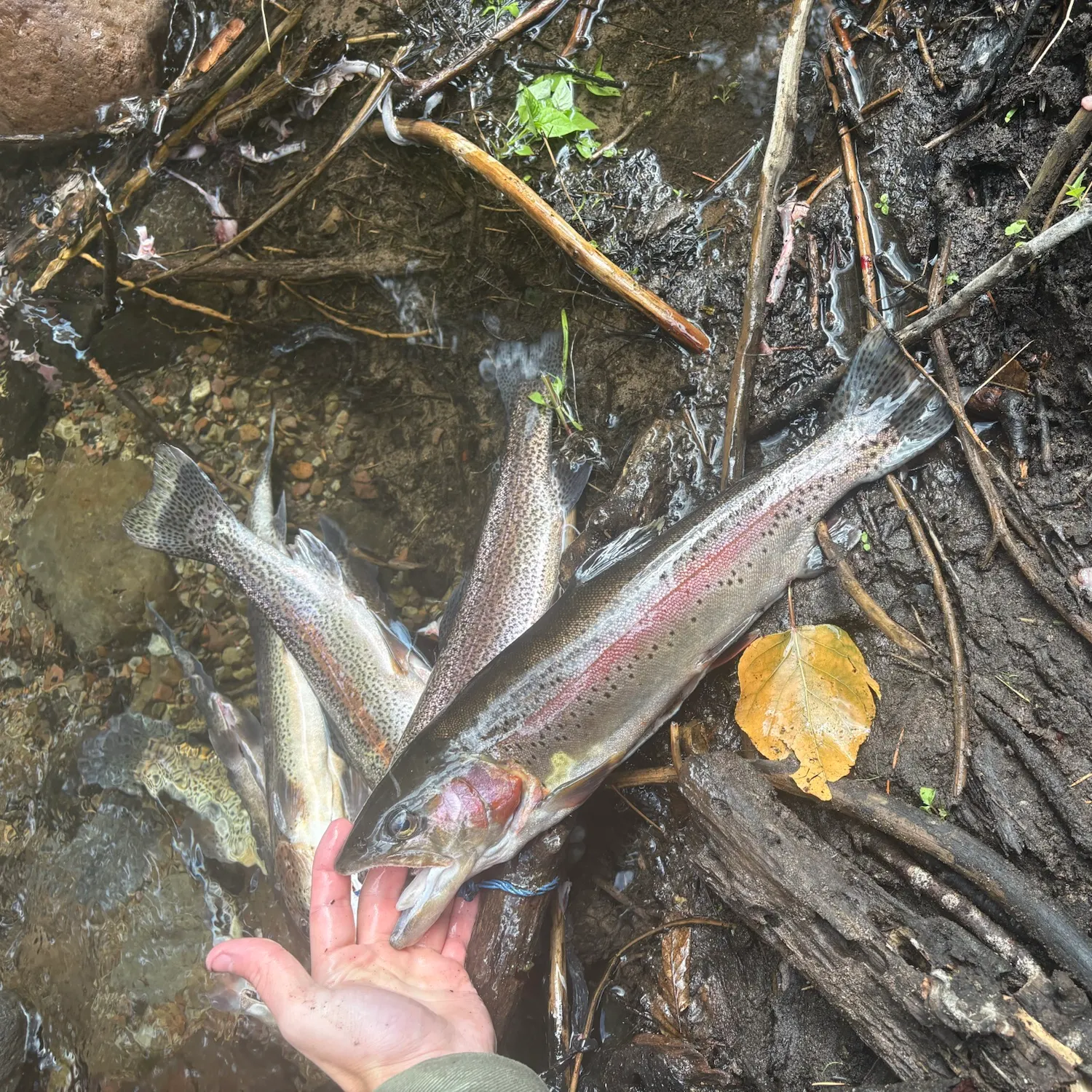 Fish caught on Fishbrain