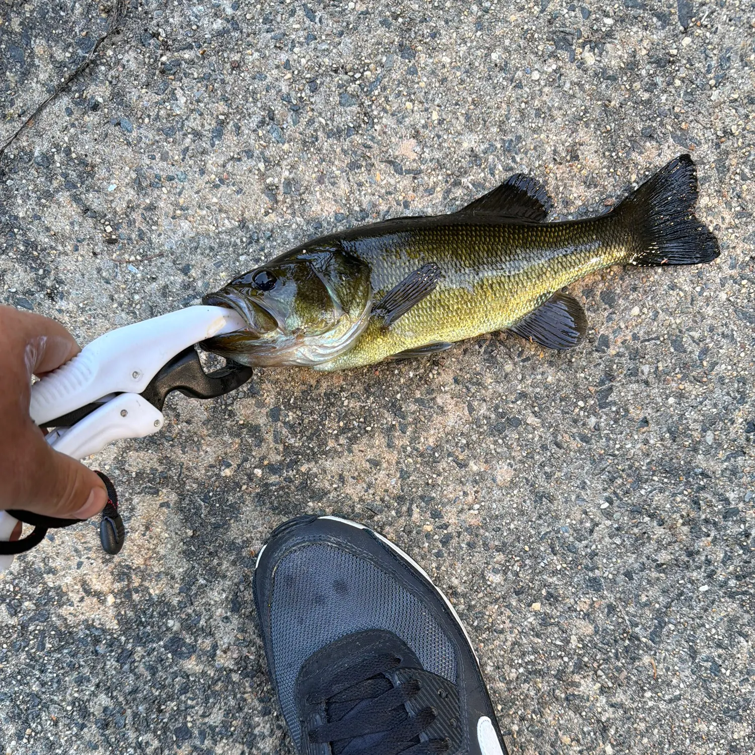 Smallmouth bass caught on Fishbrain