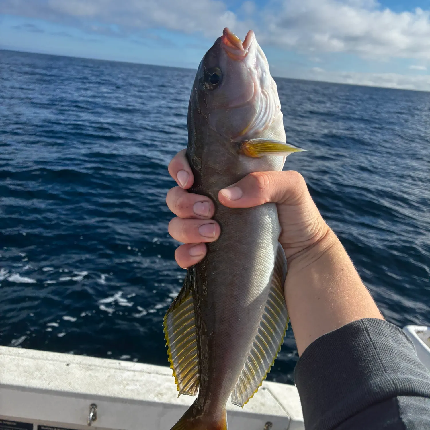The most recent Ocean whitefish catches on Fishbrain