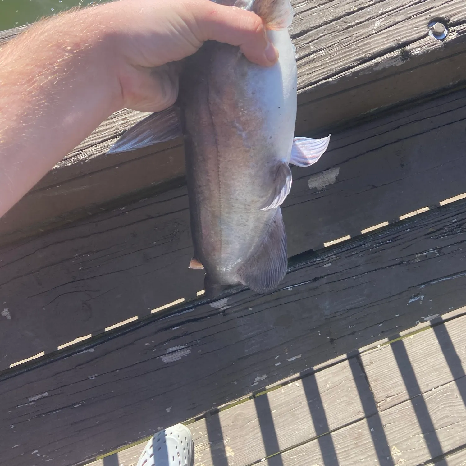 Channel catfish caught on Fishbrain