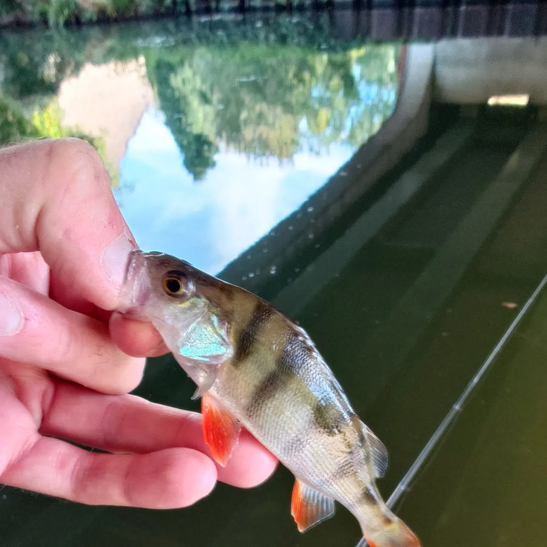 European perch caught on Fishbrain